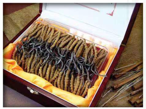 水磨沟冬虫夏草回收